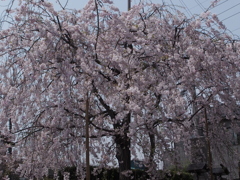 千葉県４月２日の桜　2