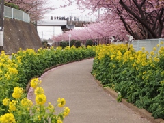 菜の花と河津桜の小路