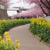 菜の花と河津桜の小路