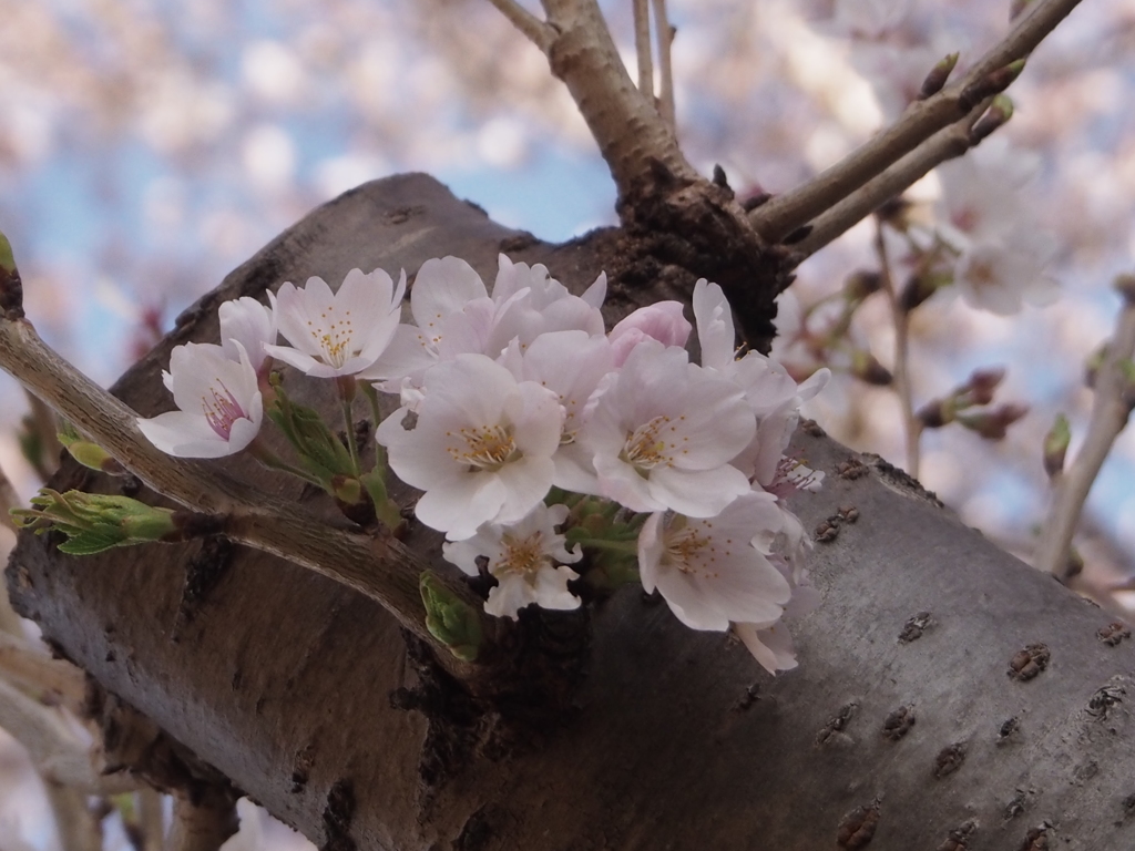 千葉県３月３０日の桜