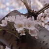 千葉県３月３０日の桜