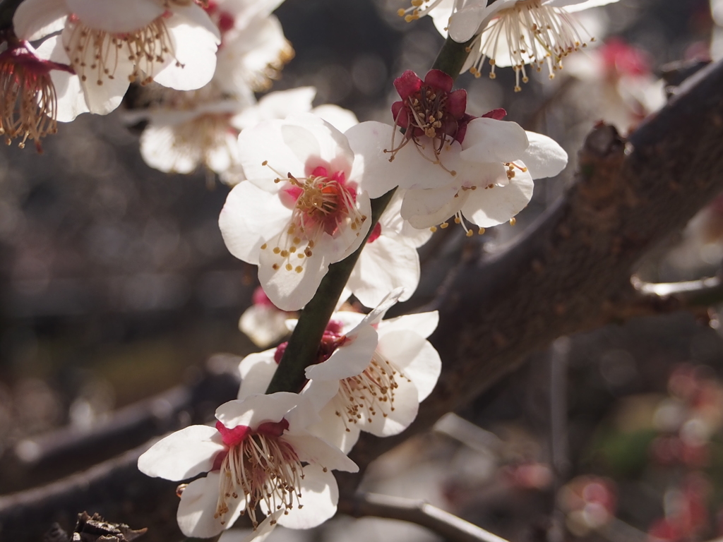 梅の花