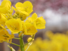 菜の花