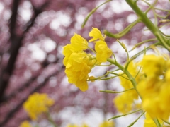 菜の花と河津桜