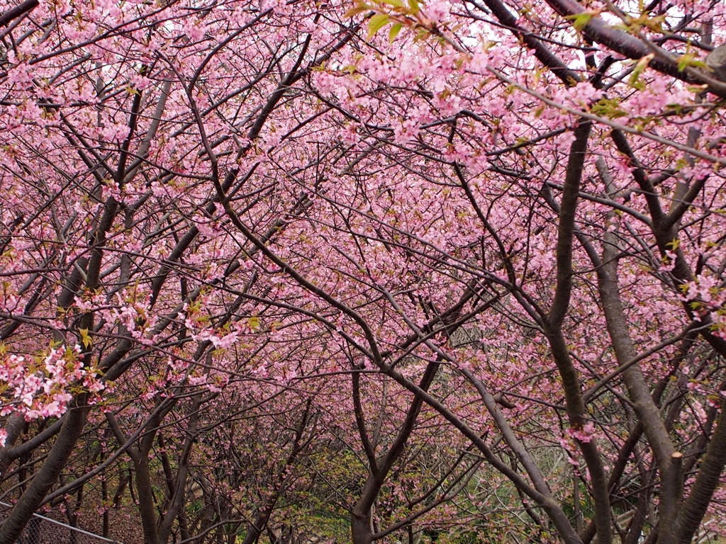 河津桜のトンネル