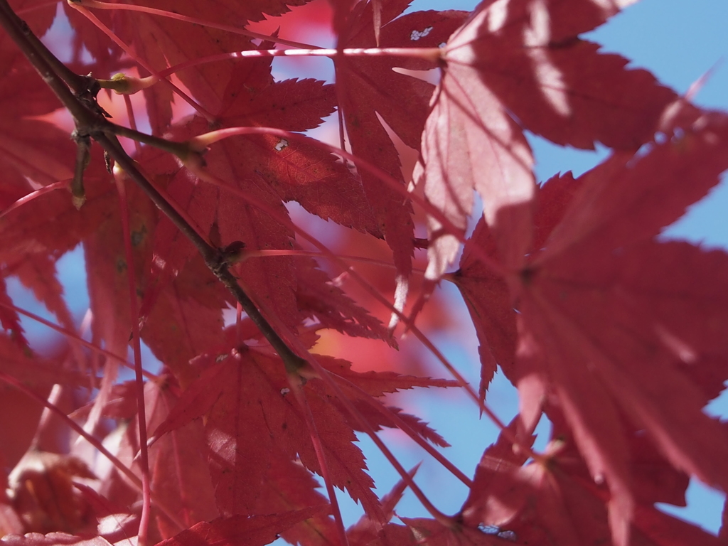 織姫公園もみじ谷の紅葉５