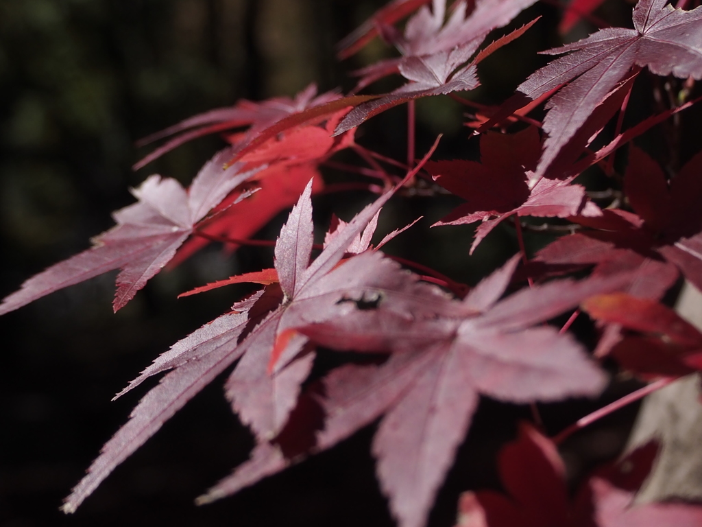 織姫公園もみじ谷の紅葉４