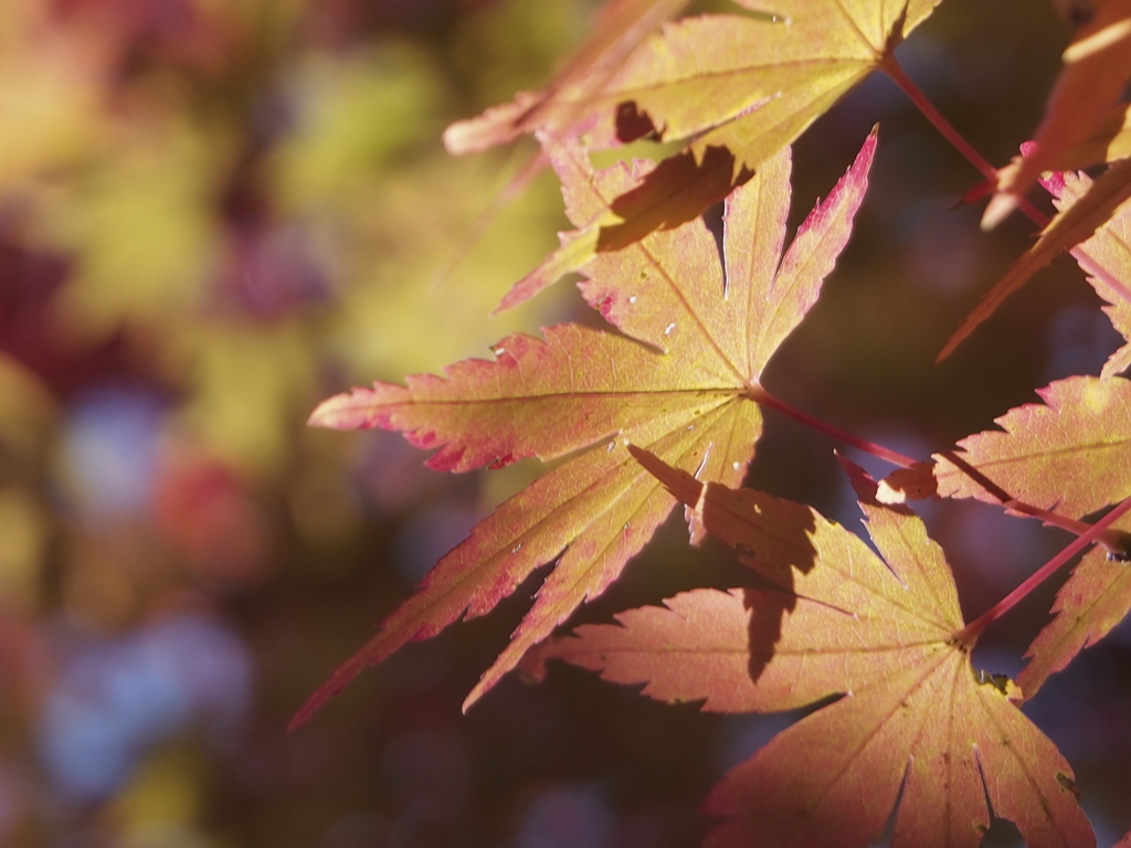 織姫公園もみじ谷の紅葉３