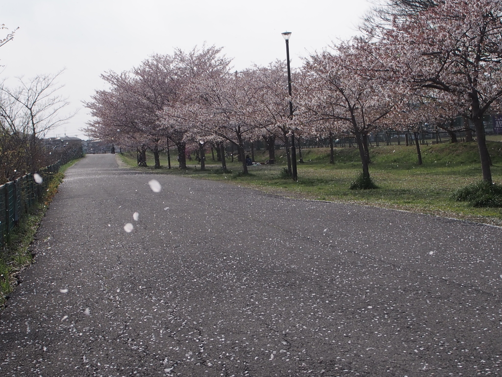 桜吹雪