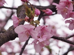 河津桜