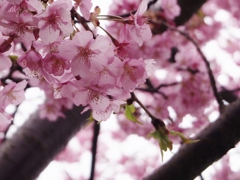 河津桜