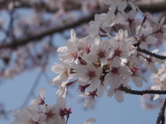 千葉県４月２日の桜　1