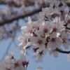 千葉県４月２日の桜　1