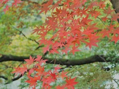 高津戸峡の紅葉