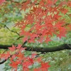 高津戸峡の紅葉