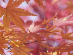 織姫公園もみじ谷の紅葉１