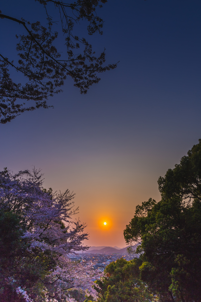 春の夕暮れ6