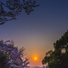 春の夕暮れ6