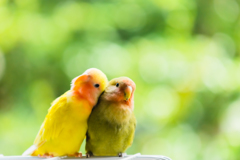 lovebird