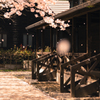 桜10