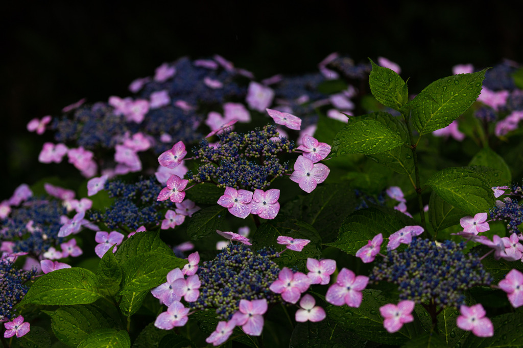 紫陽花