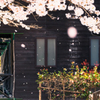 桜2