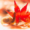 紅葉3