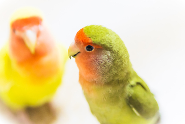 価格 Com コザクラインコ ペット情報