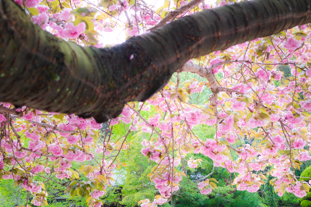 八重桜