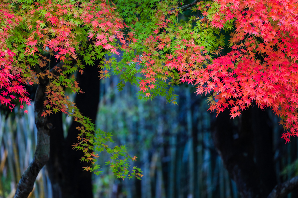 紅葉