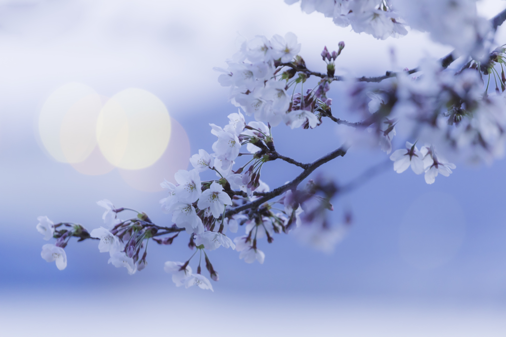 桜2
