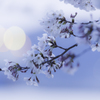桜2