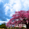 寒桜