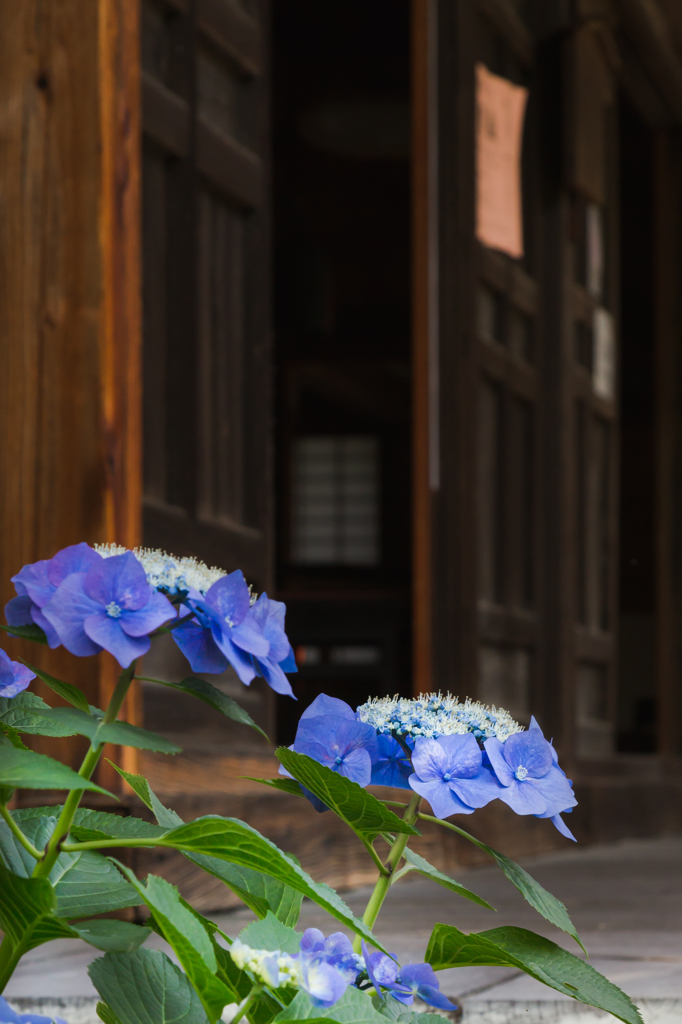 阿弥陀寺4