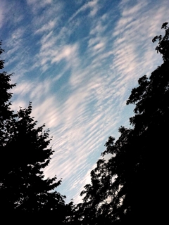 木々に流れ込むおぼろ雲