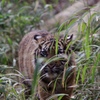 よこはま動物園ズーラシアの子トラ