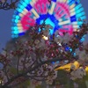 観覧車と桜2