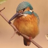 カワセミ（アップ）