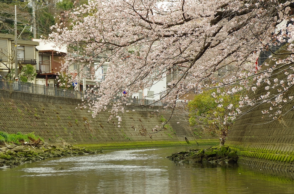 横浜、大岡川の桜