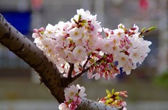 桜