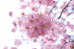 近所の桜