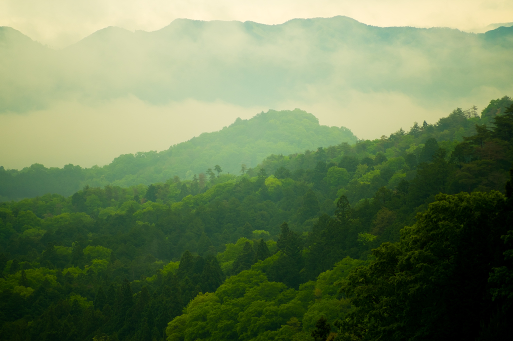 Layer Of Green