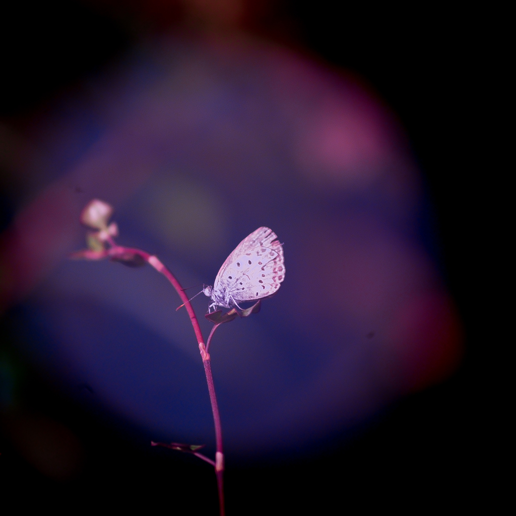 BLUE LIGHT