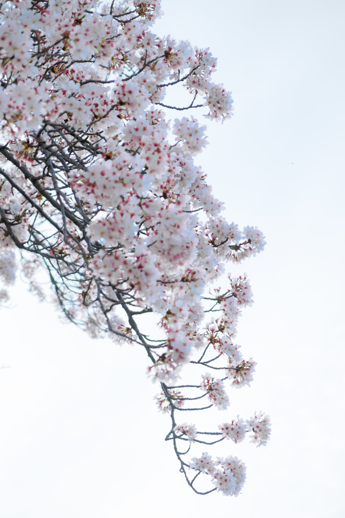 橘寺の桜