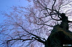 奈良の老桜