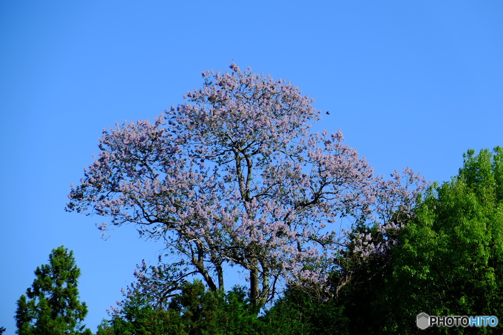 碧い空と桐の花