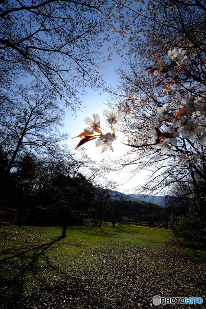 SAKURA　BEAM！！