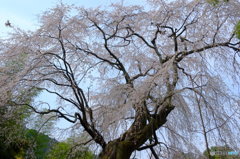 桜井の老桜