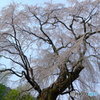 桜井の老桜