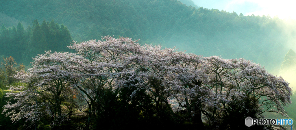 明日香の老桜